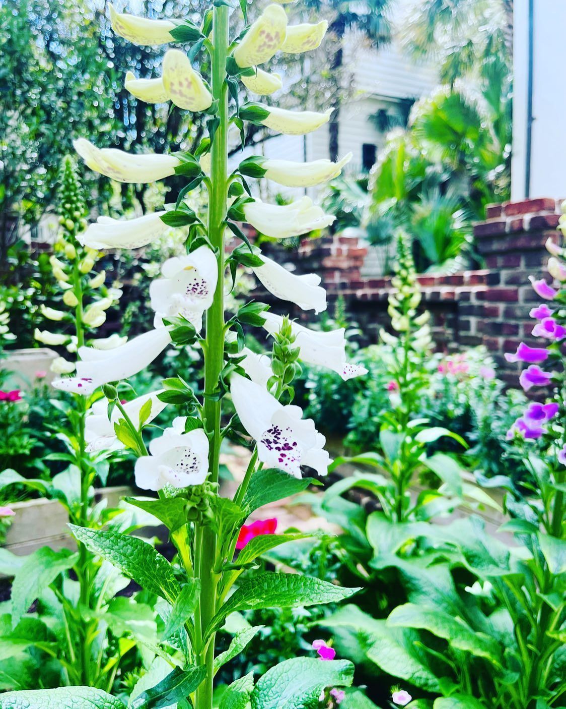 White bell-shaped flowers on a tall green stalk in a sunny garden, with lush foliage and a brick wall background