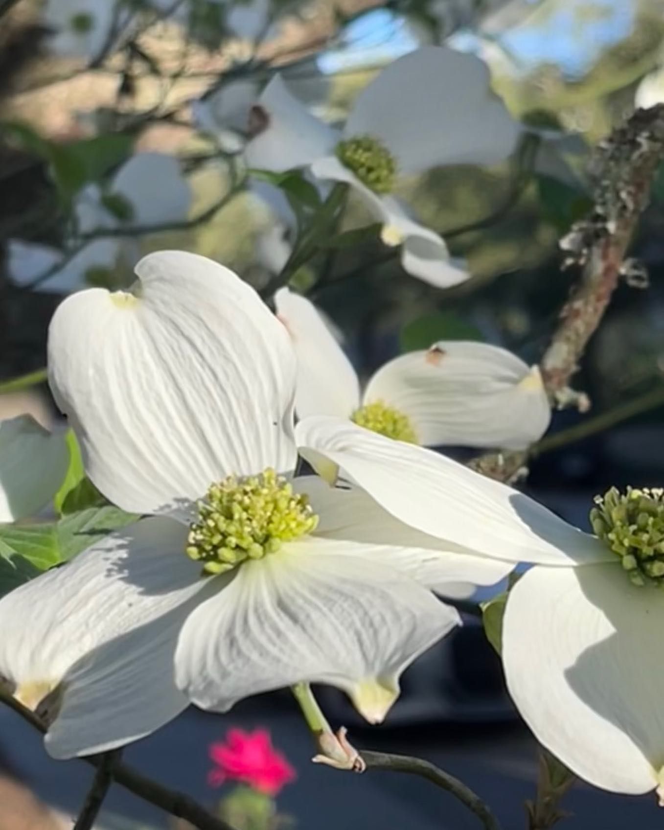 White dogwood blossoms with green centers against a blurred outdoor background