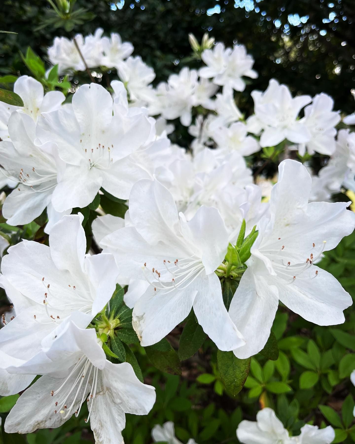 Cluster of white azalea blossoms with green leaves outdoors
