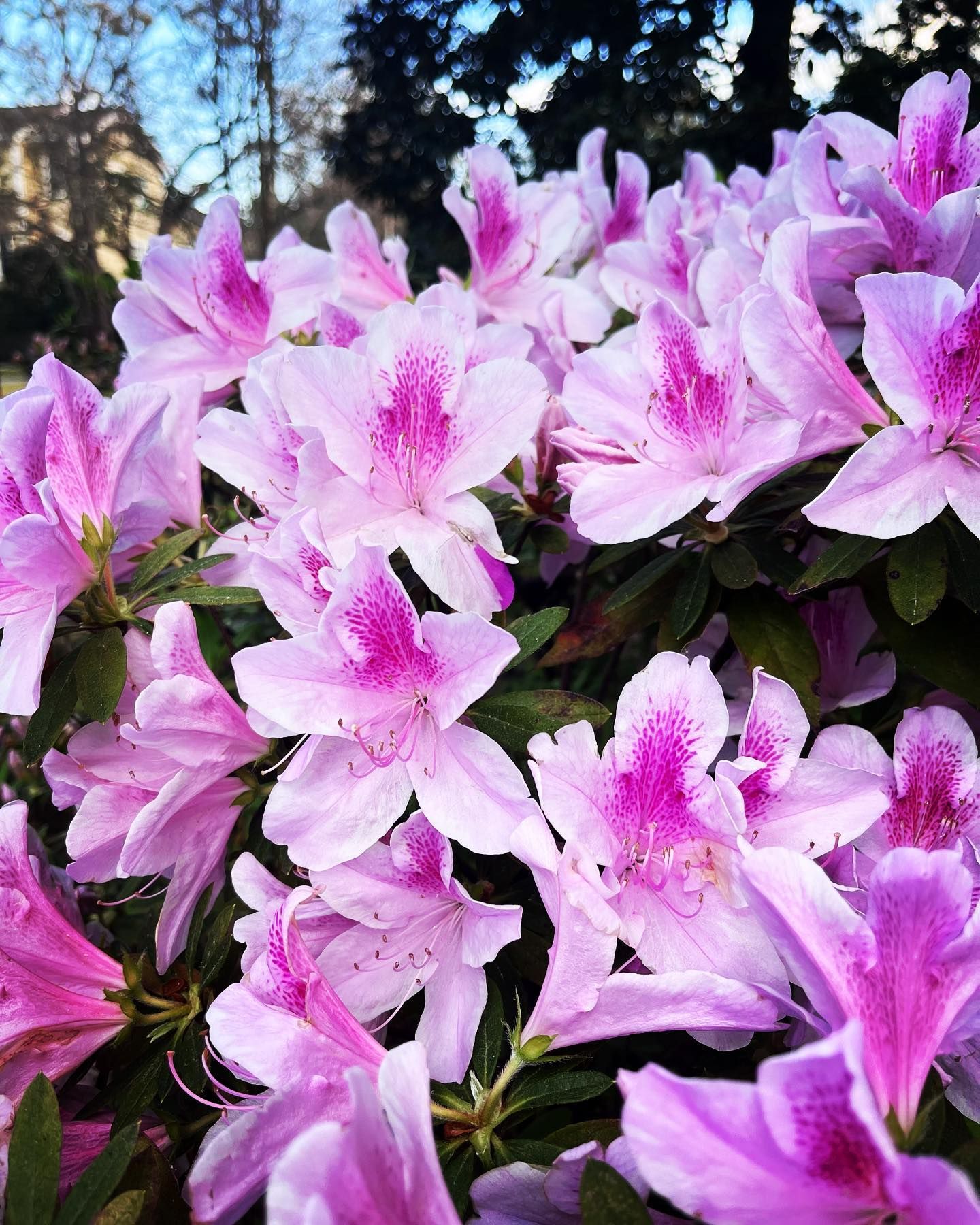 Pink and white azalea blossoms in a dense cluster against a dark background