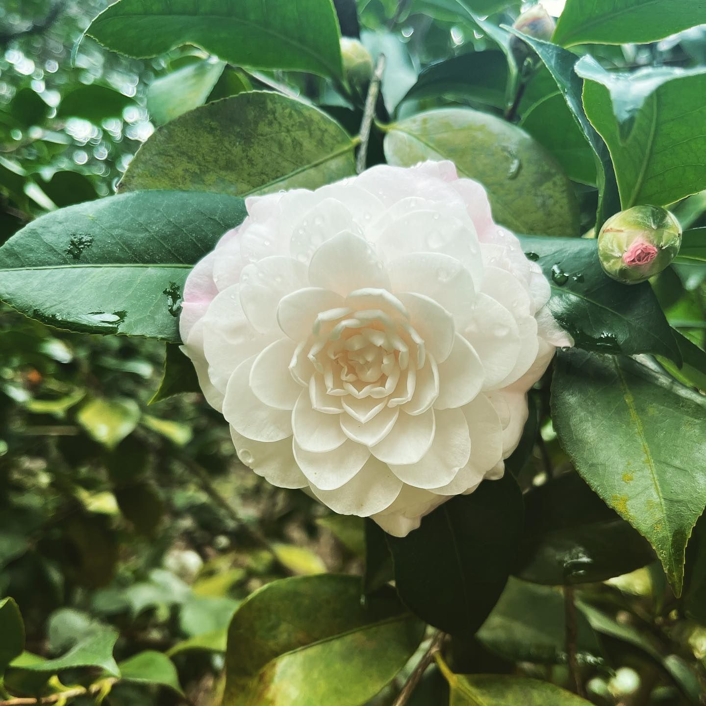 White camellia bloom among glossy green leaves