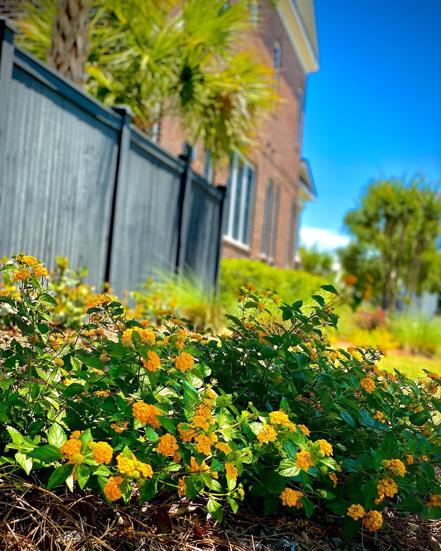 Yellow flowers blooming beside a gray fence and brick building on a sunny day