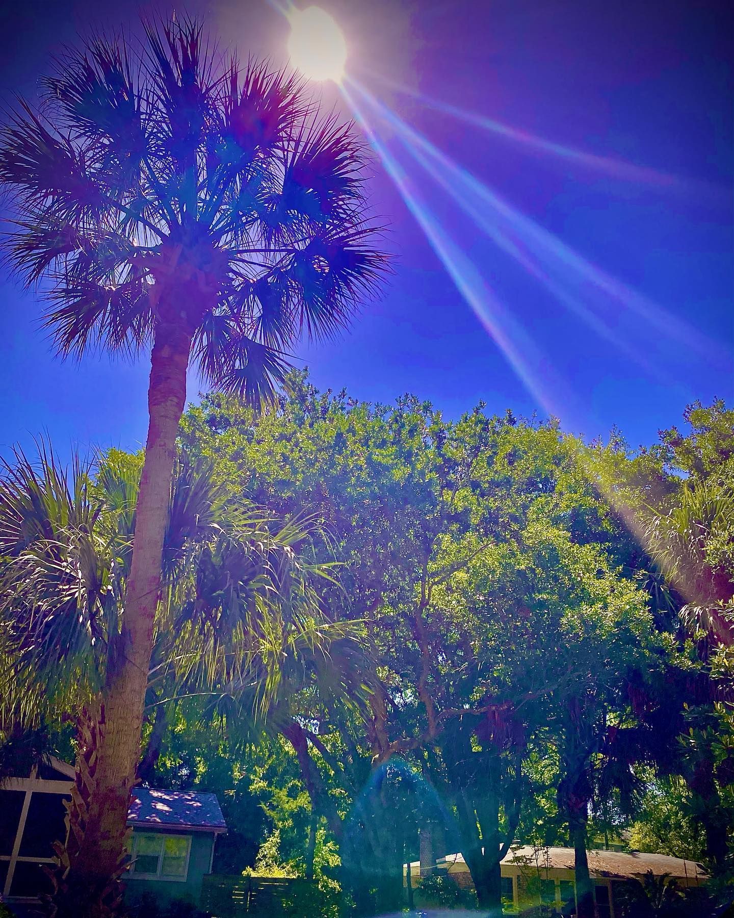 Sunlit palm trees and dense greenery under a bright blue sky with vivid lens flare
