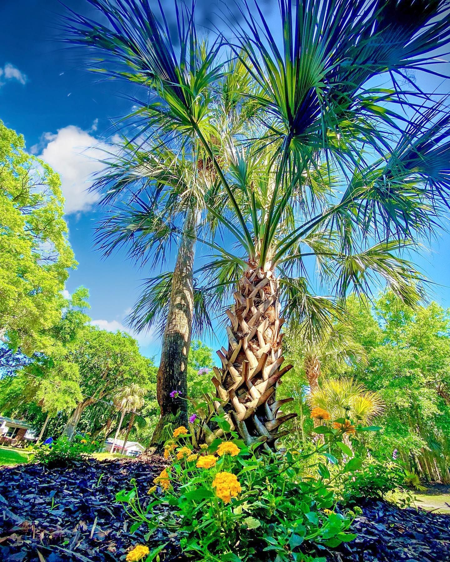 Tall palm trees and flowering shrubs in a sunny tropical garden under a bright blue sky.