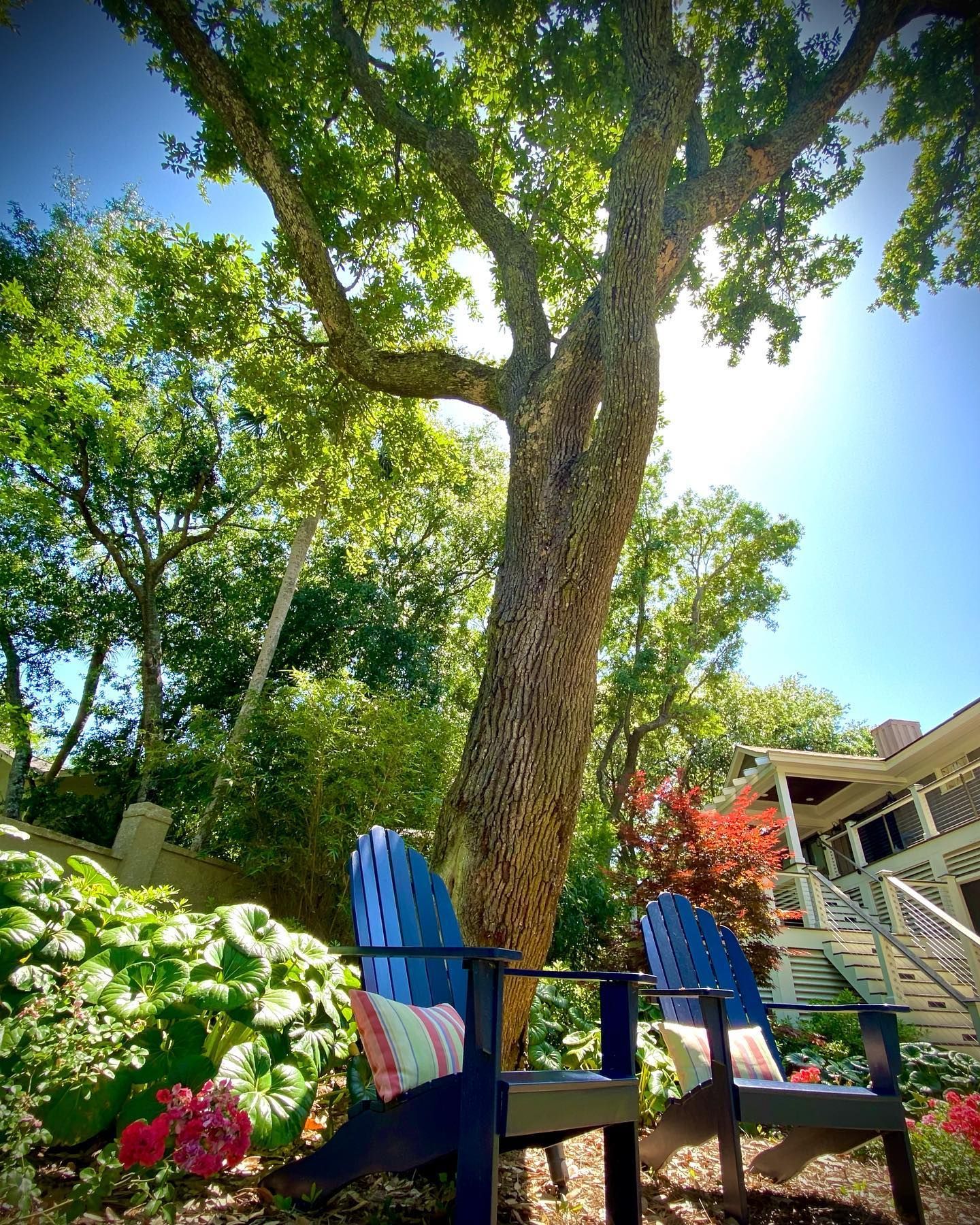 Two blue chairs under a large tree in a sunny garden with flowers and a house in the background