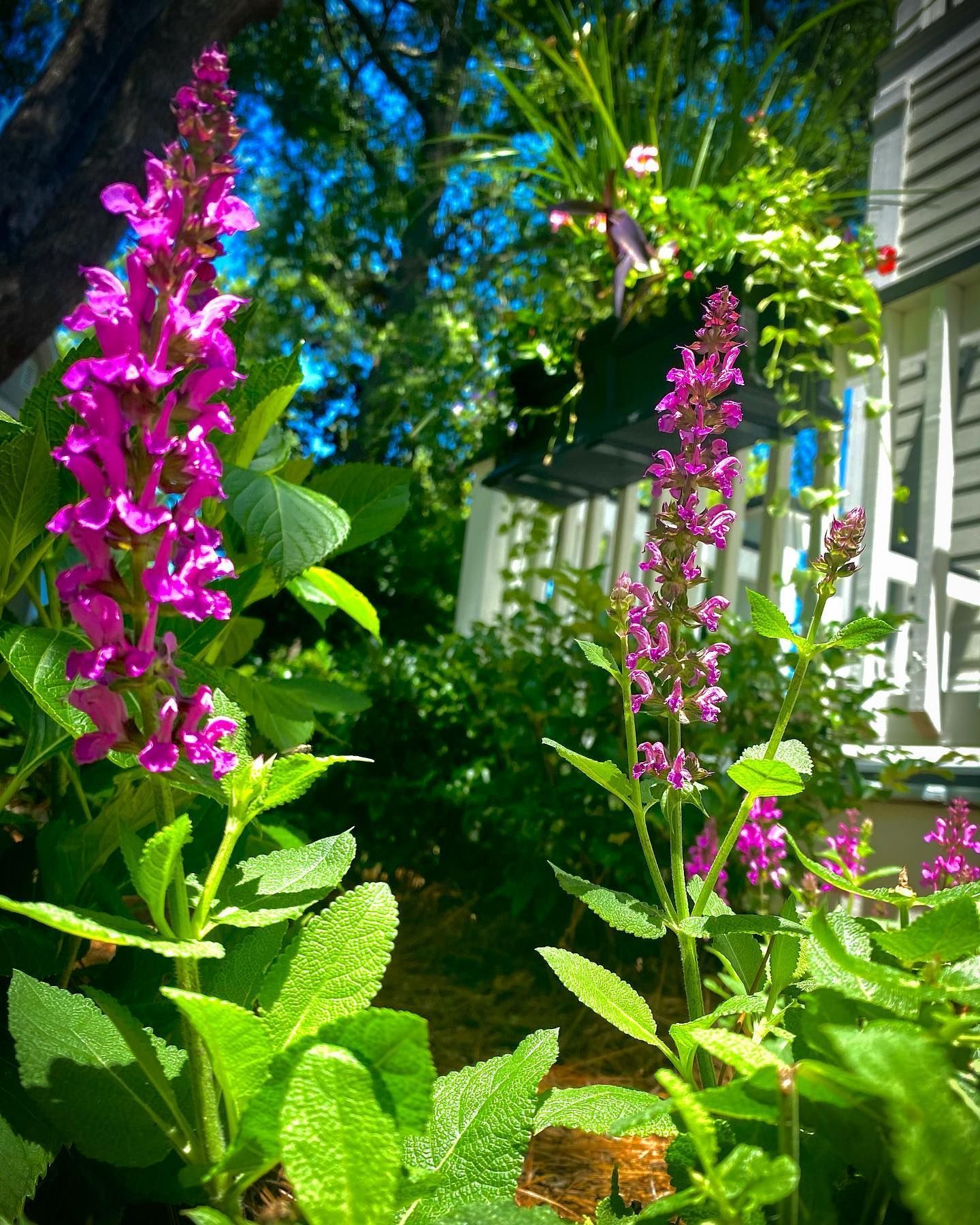 Purple flower spikes in a sunny garden with lush green leaves and a house in the background