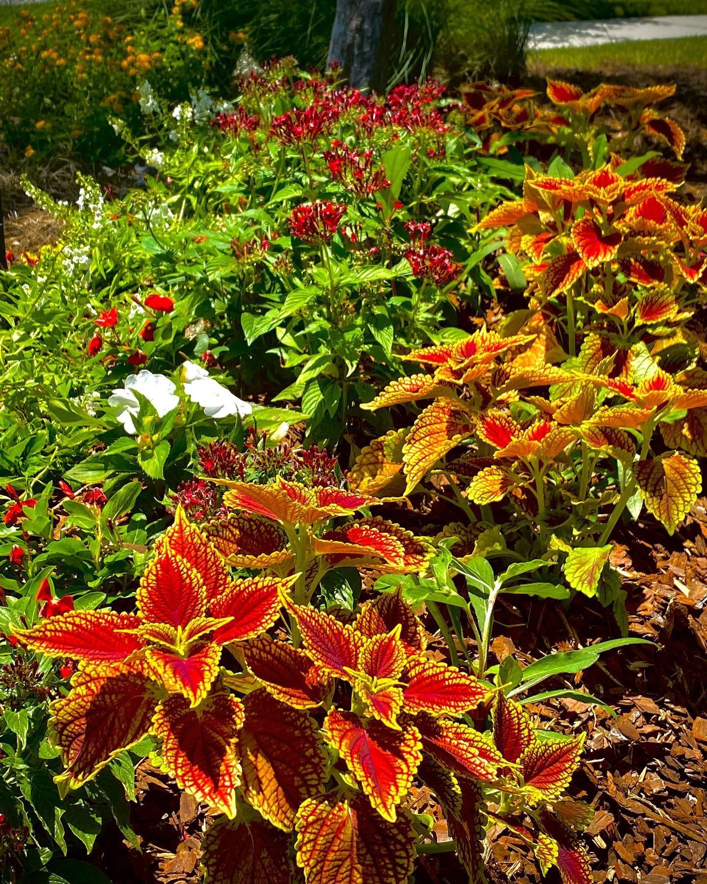 Bright red and yellow coleus plants in a sunny garden bed with green foliage