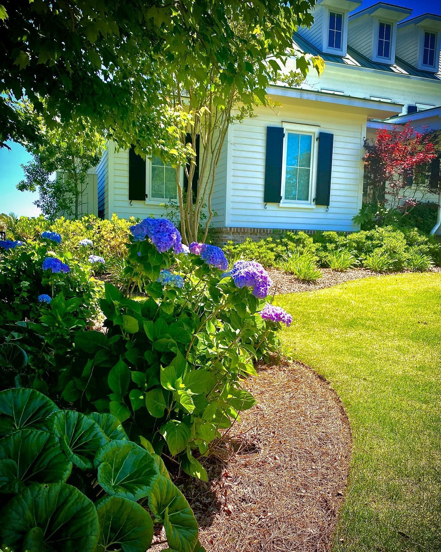 Bright garden with hydrangeas and a tree beside a white house with blue shutters and a sunlit lawn