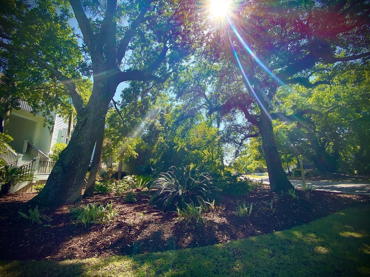 Sunlit wooded garden with large trees, green foliage, and bright sun rays through the leaves