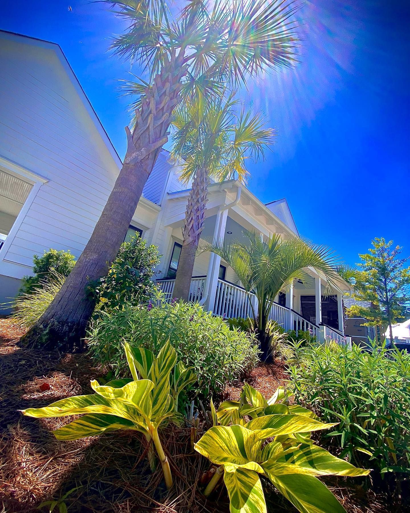 Bright tropical landscaping with palm trees and lush green plants beside a white house under a blue sky
