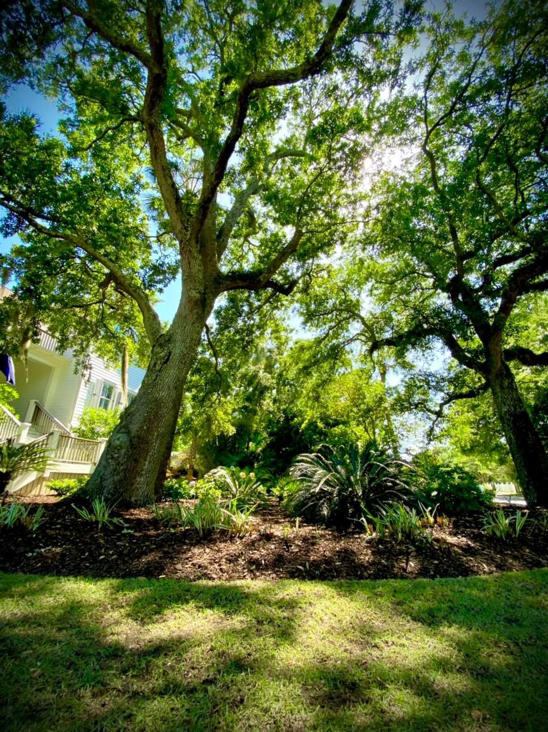 Sunlit park with large leafy trees and grassy lawn, viewed from below