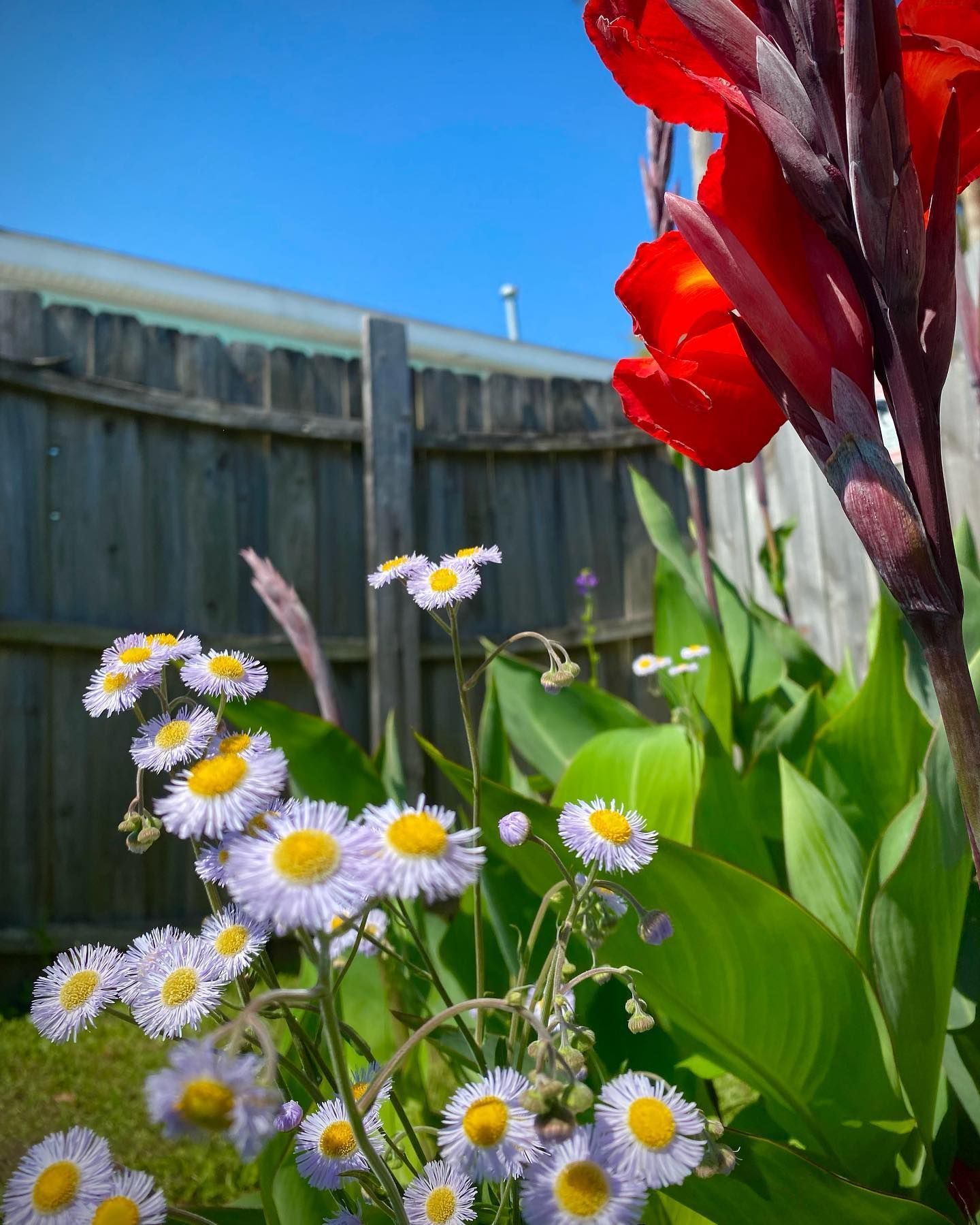 White daisies and red flowers blooming in a sunny garden by a wooden fence