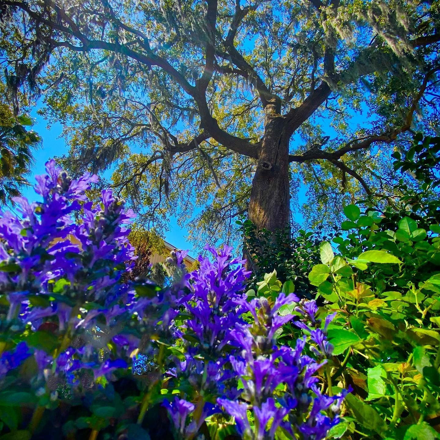 Purple flowers in the foreground beneath a large tree against a bright blue sky