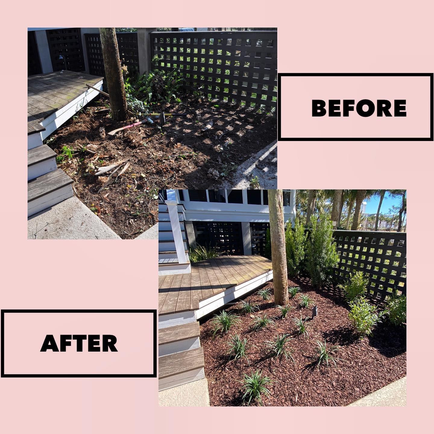Before-and-after view of a garden bed with mulch, tree, and lattice fence after cleanup and trimming.