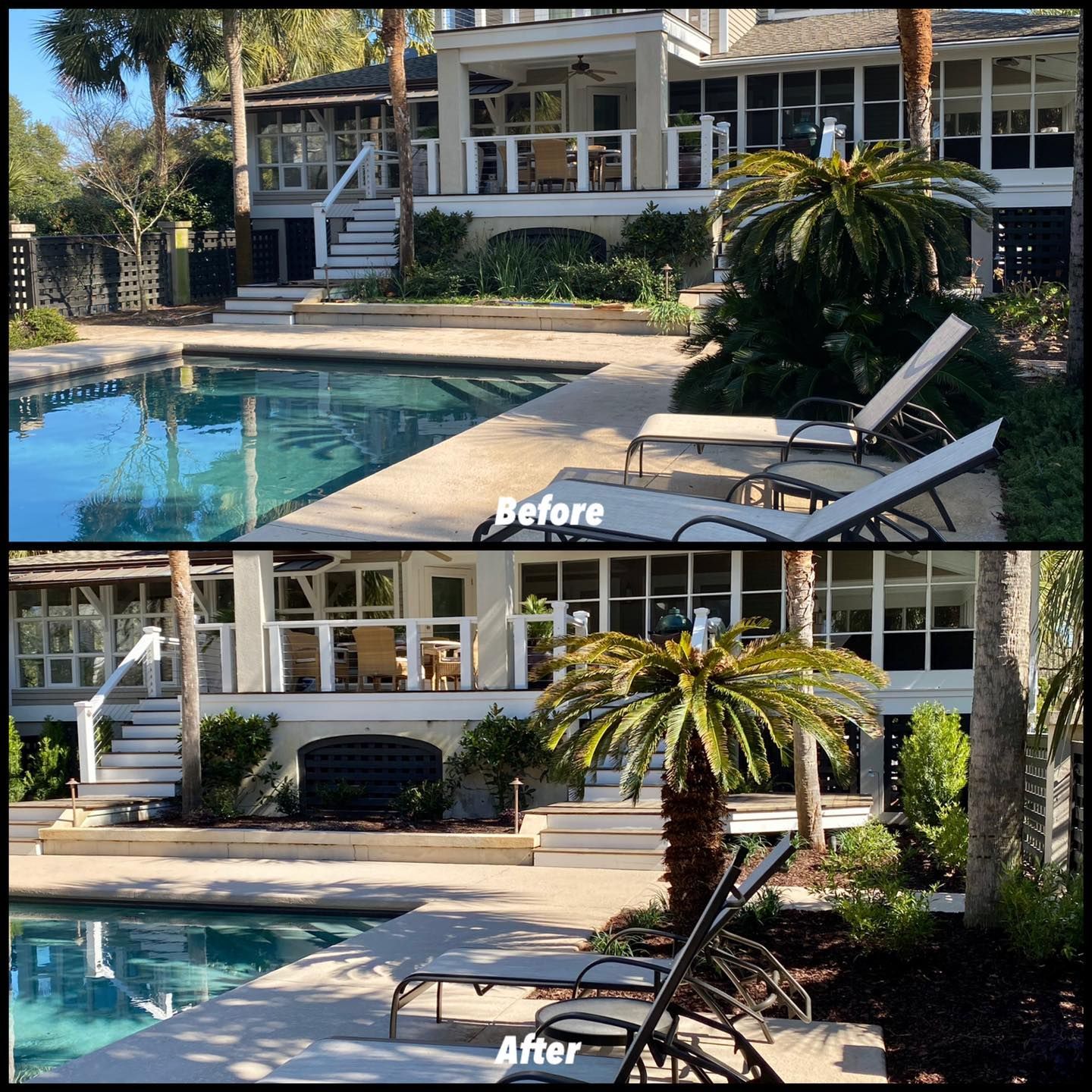 Before-and-after backyard pool view with added palm tree landscaping and lounge chairs.