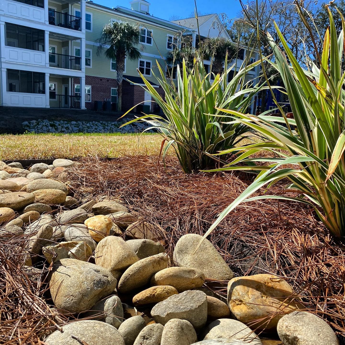 Landscaped garden with spiky plants, rocks, and a white apartment building in bright sunlight.