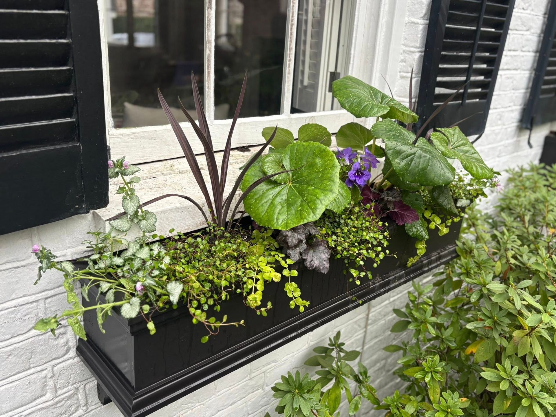 Flower planter box with green and purple plants beneath a window and black shutters