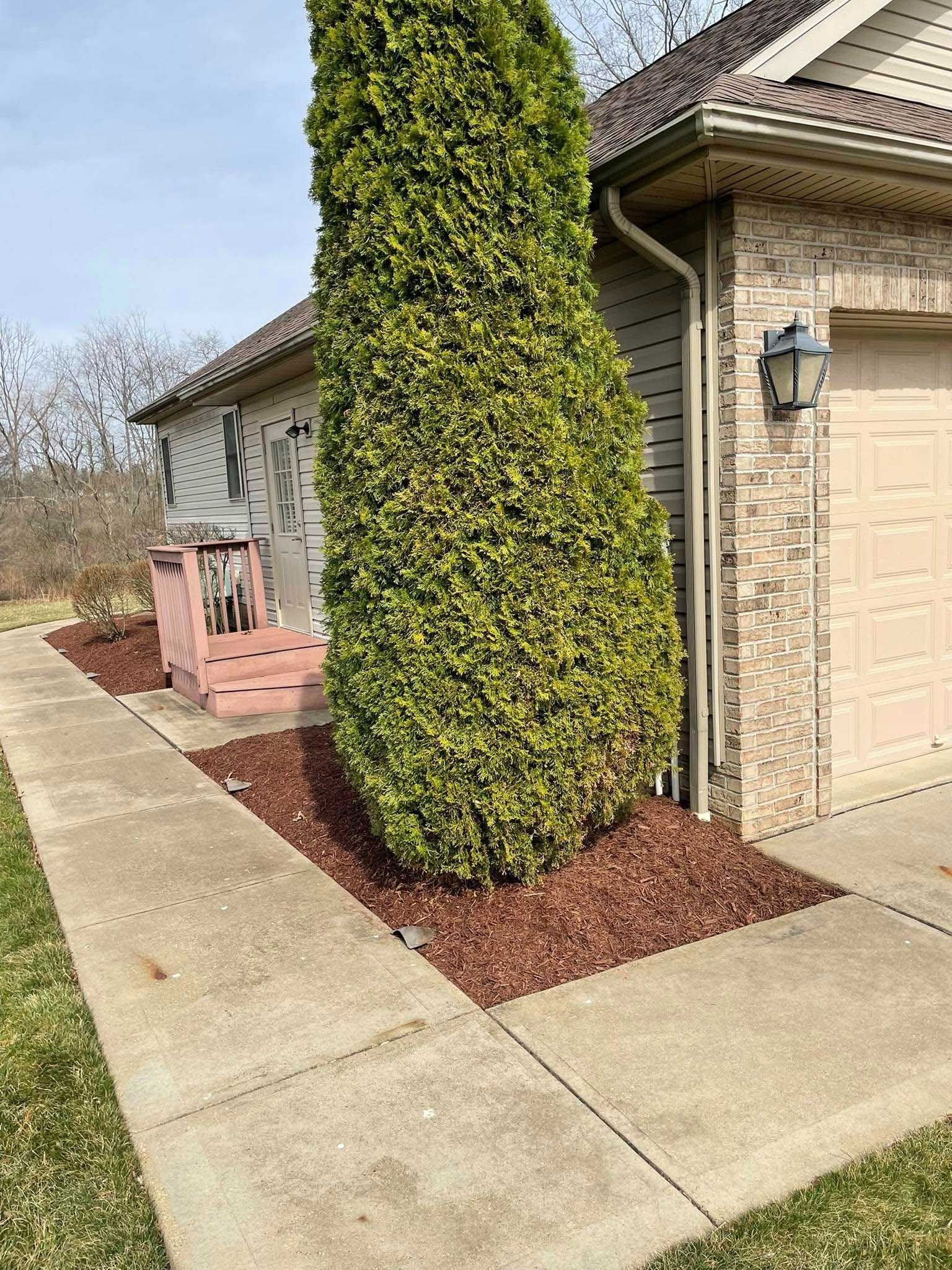 A tall, green conifer tree grows beside a house with tan siding and a sidewalk edged with red mulch.