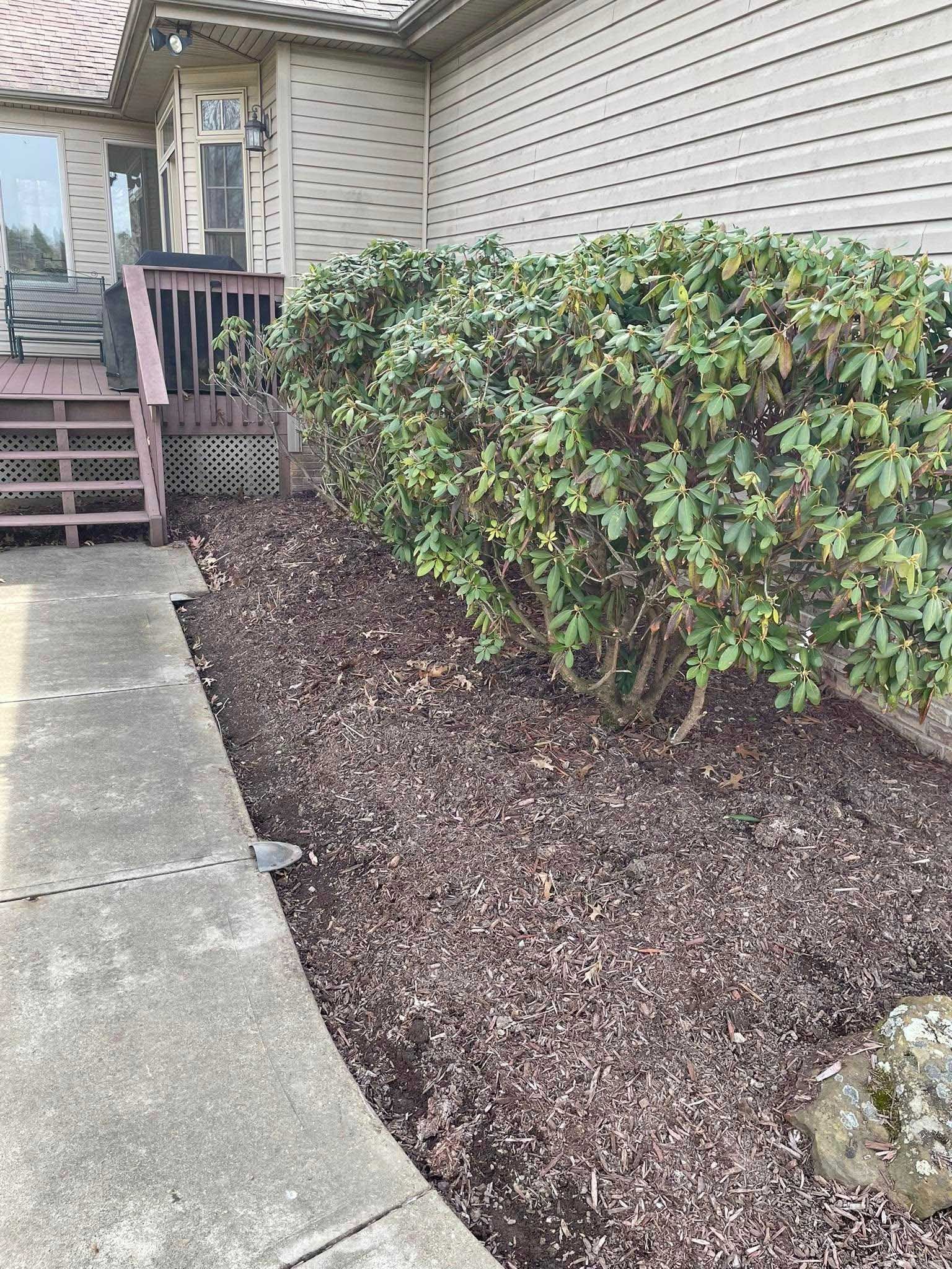 Concrete walkway next to a mulched flower bed with green shrubs, beside a building with siding.