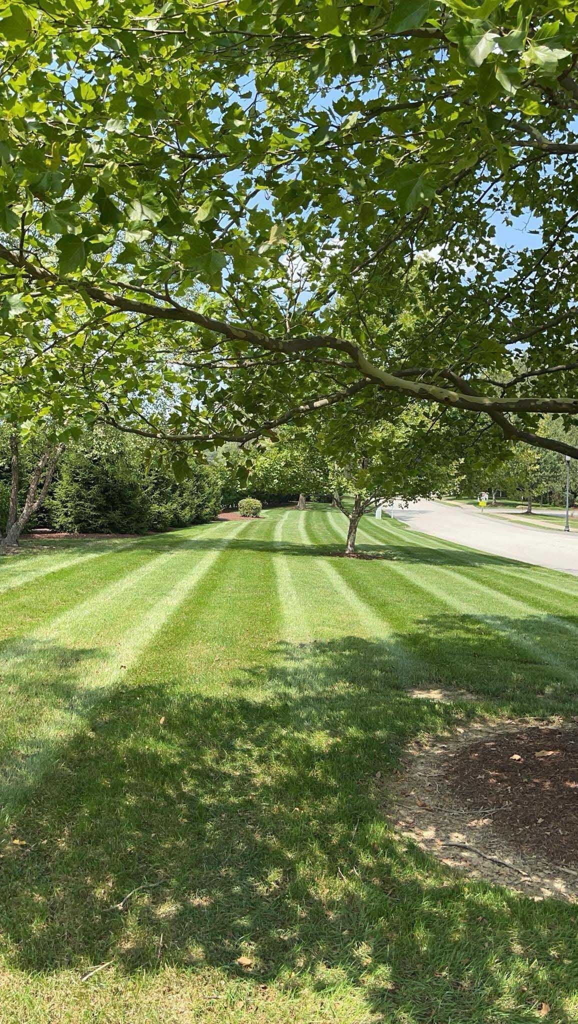 Green lawn striped by a mower, under a tree's shade. Sunlight filters through the leaves.