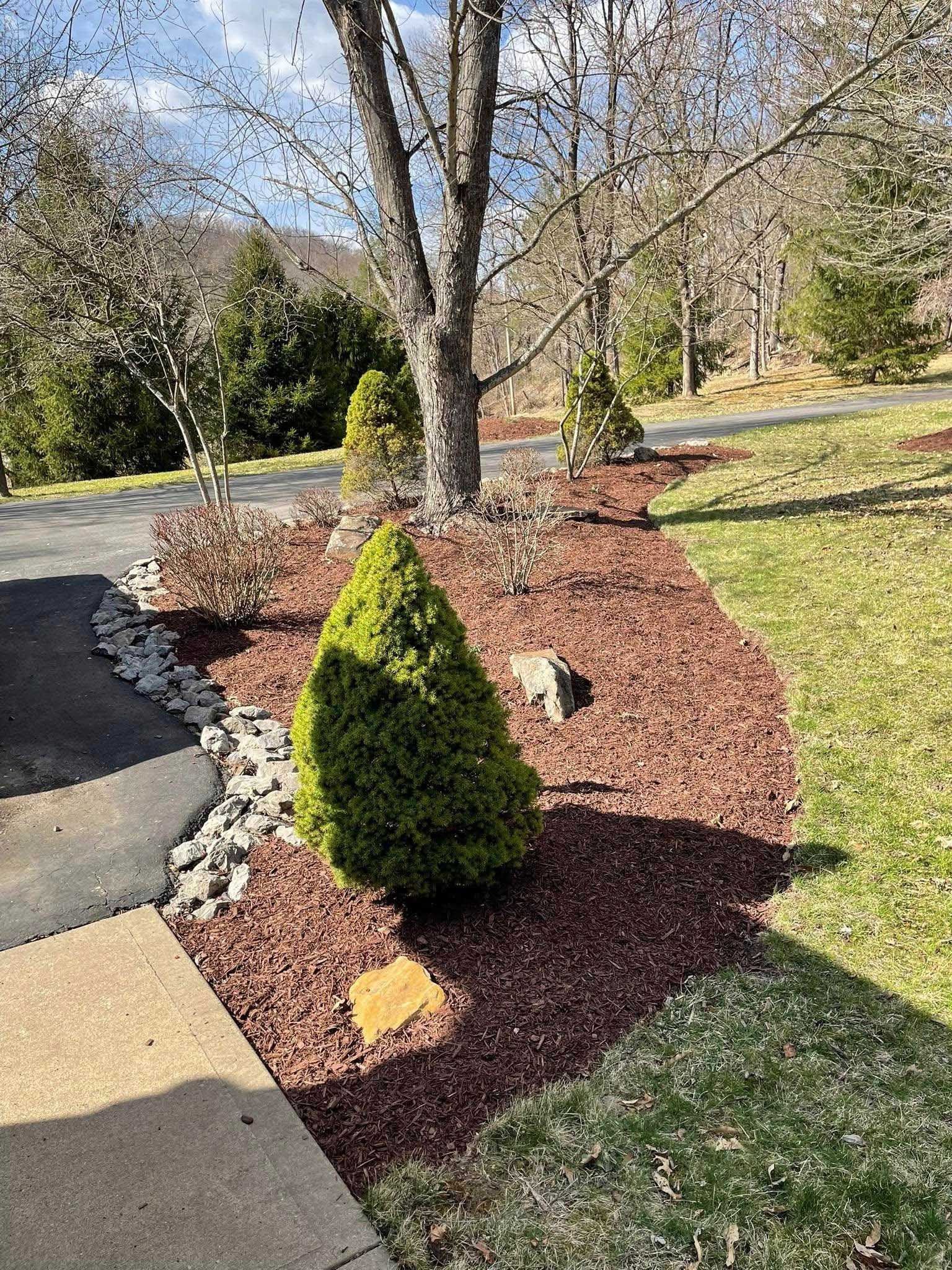 A landscaped front yard with a circular mulch bed. A green conical shrub is in the foreground, with a tree trunk and smaller shrubs behind.