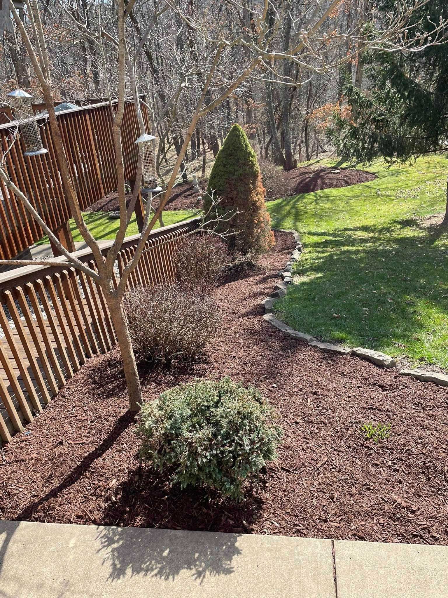 A landscape bed with red mulch, various shrubs, and a small tree next to a brown wooden fence. Grass and trees are in the background.