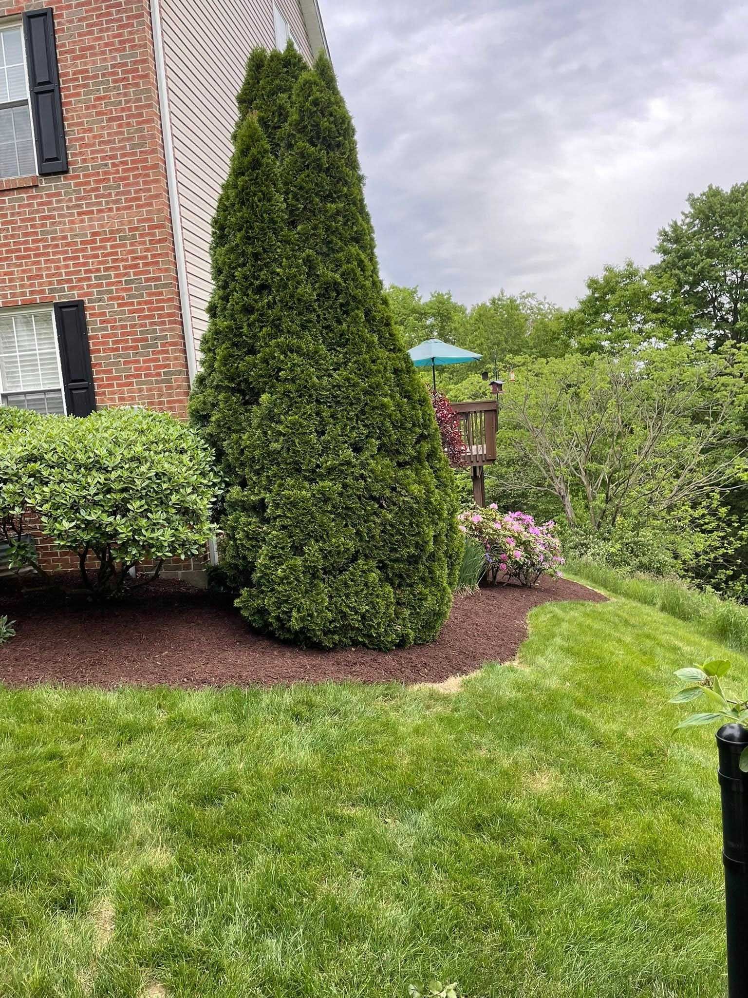 A tall, green, cone-shaped evergreen tree sits in a bed of brown mulch next to a brick building, with green grass in the foreground.