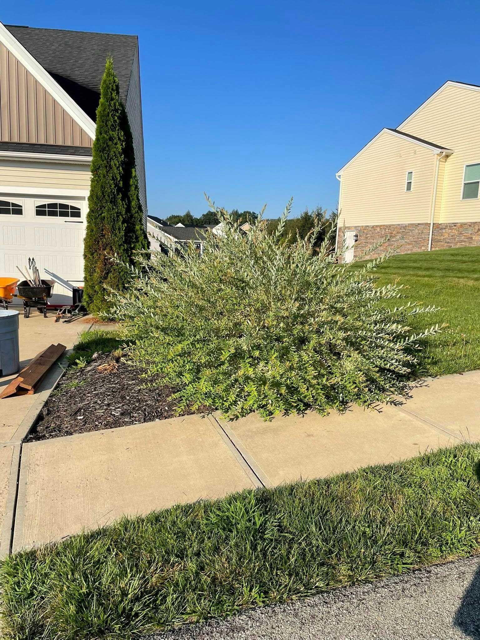 A lush, white and green flowering shrub and a tall, narrow evergreen in front of a house, next to a sidewalk and grassy area on a sunny day.