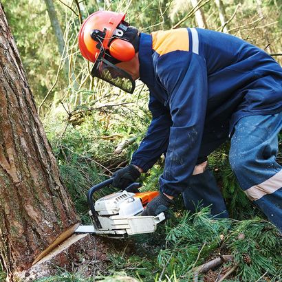 A man is cutting a tree with a chainsaw