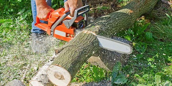 A man is cutting a tree with a chainsaw.