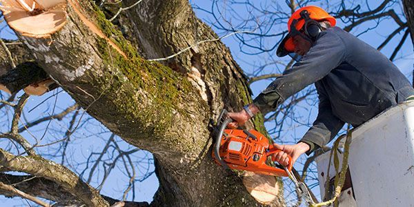 A man is cutting a tree with a chainsaw.