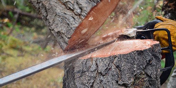 A person is cutting a tree with a chainsaw.