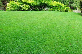Lawn