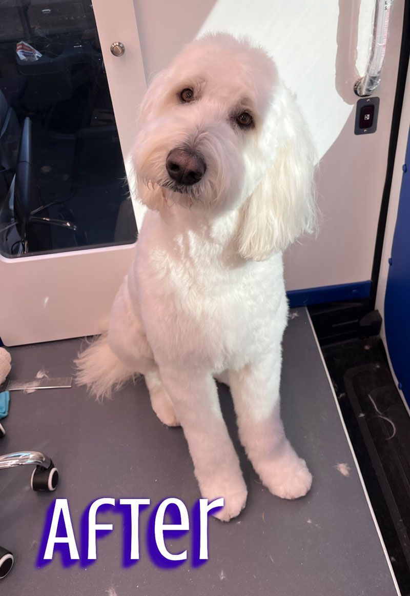 White fluffy dog with a recent haircut sits indoors, looking at the camera. 