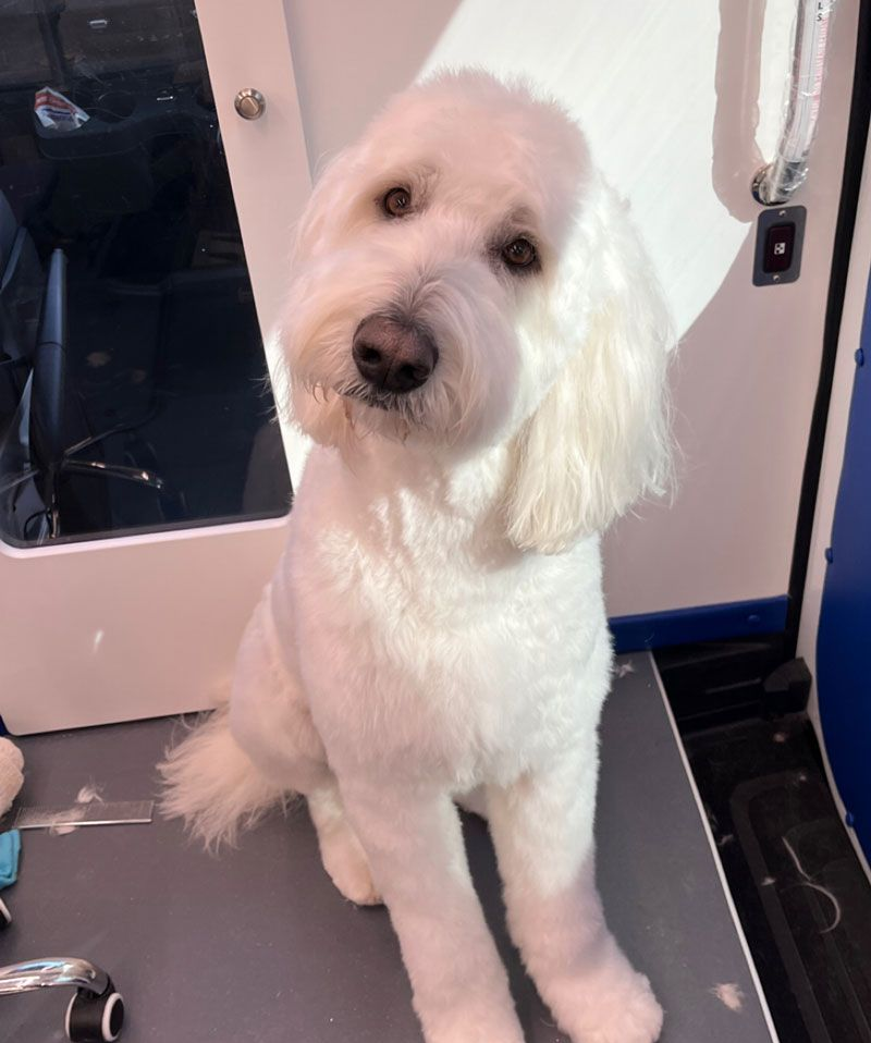 White fluffy dog with a recent haircut sits indoors, looking at the camera. 