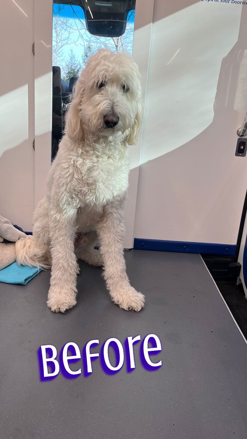 A fluffy, white Goldendoodle dog sits on a grooming table before a haircut. The word 