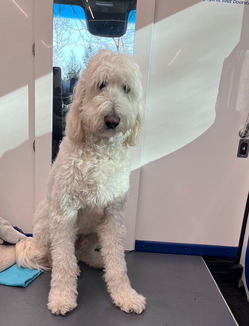 A fluffy, white Goldendoodle dog sits on a grooming table before a haircut. The word 