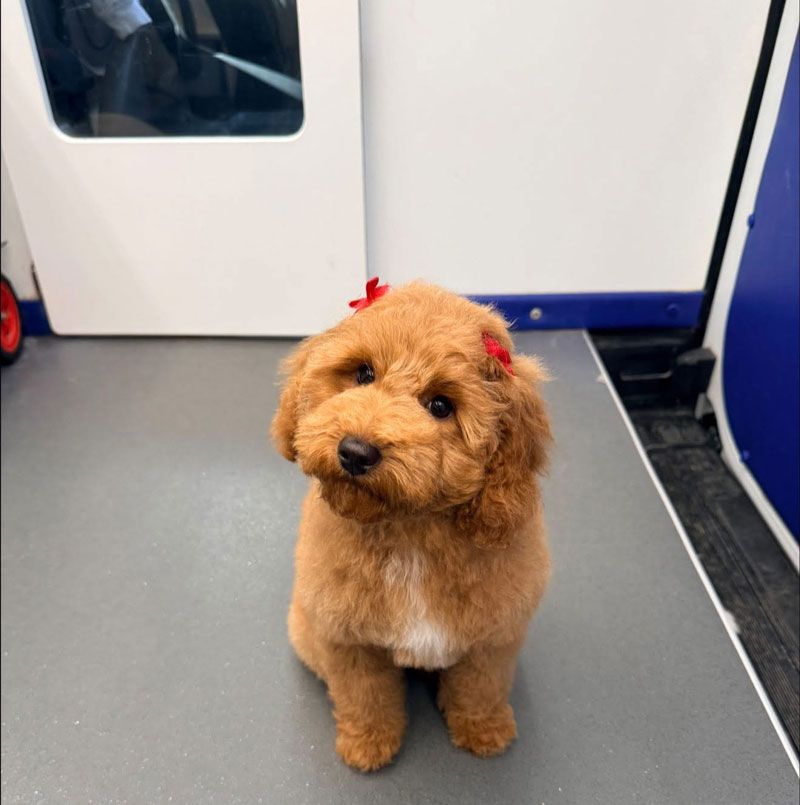 Brown poodle with red bows on its head sitting on a gray surface, looking at the viewer.