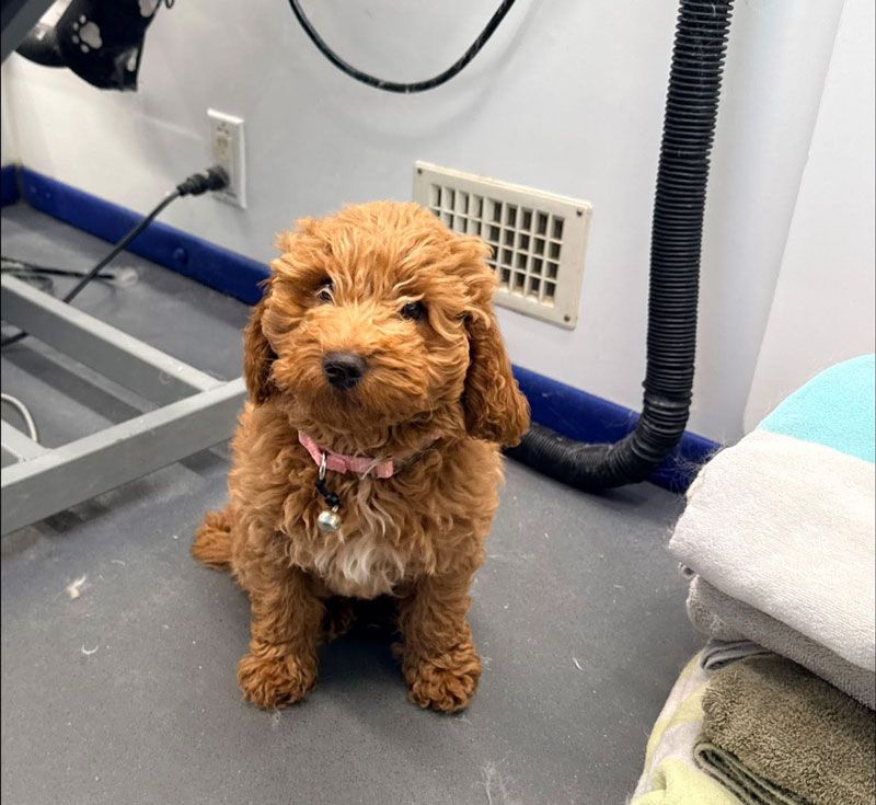 A small, brown, fluffy dog with a pink collar sits on a gray floor, looking at the camera.