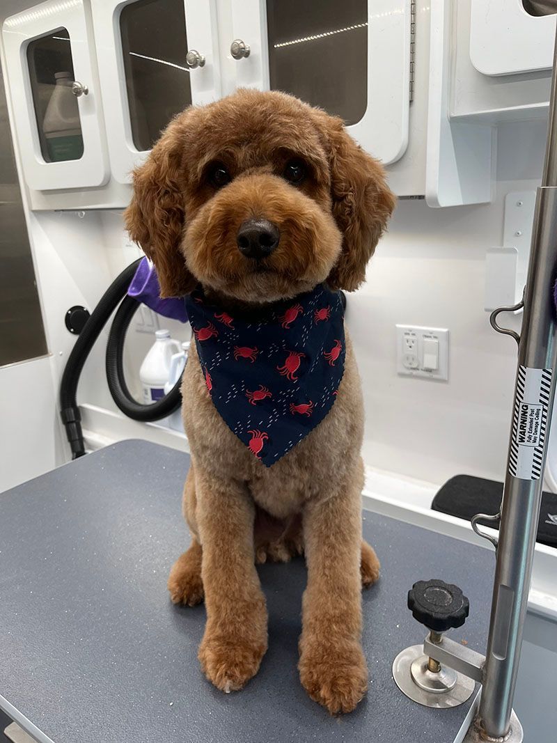 Brown poodle with a short haircut and blue bandana, sitting on a grooming table.