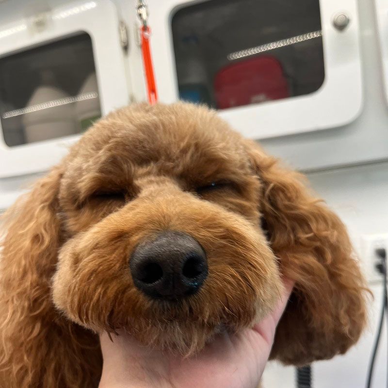 Brown dog with closed eyes, held in a hand; close-up of face; inside a grooming van.