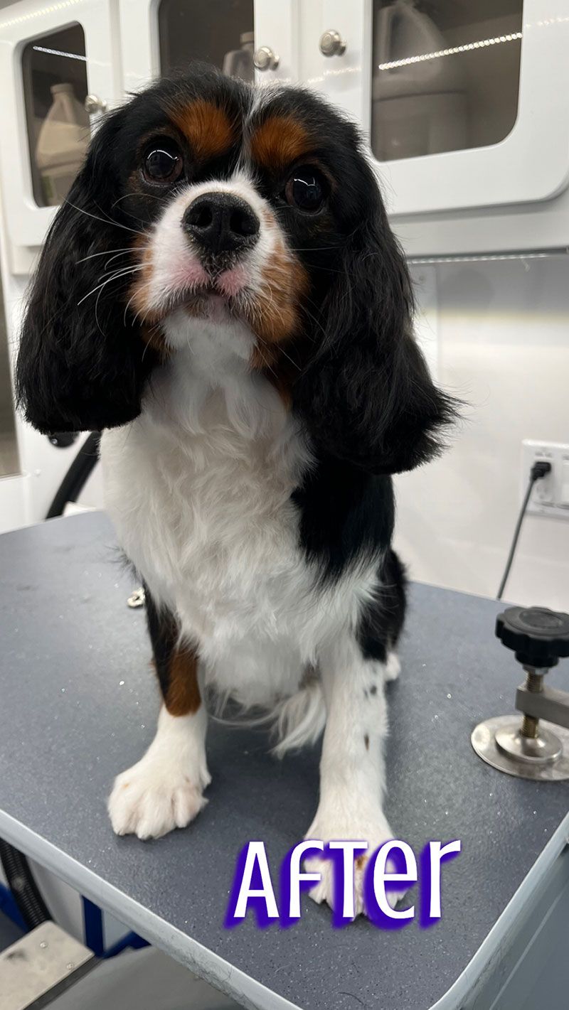 Tricolor Cavalier King Charles Spaniel dog after grooming.  Sitting on a table with 