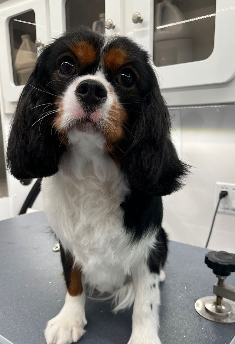 Tricolor Cavalier King Charles Spaniel dog after grooming.  Sitting on a table with 