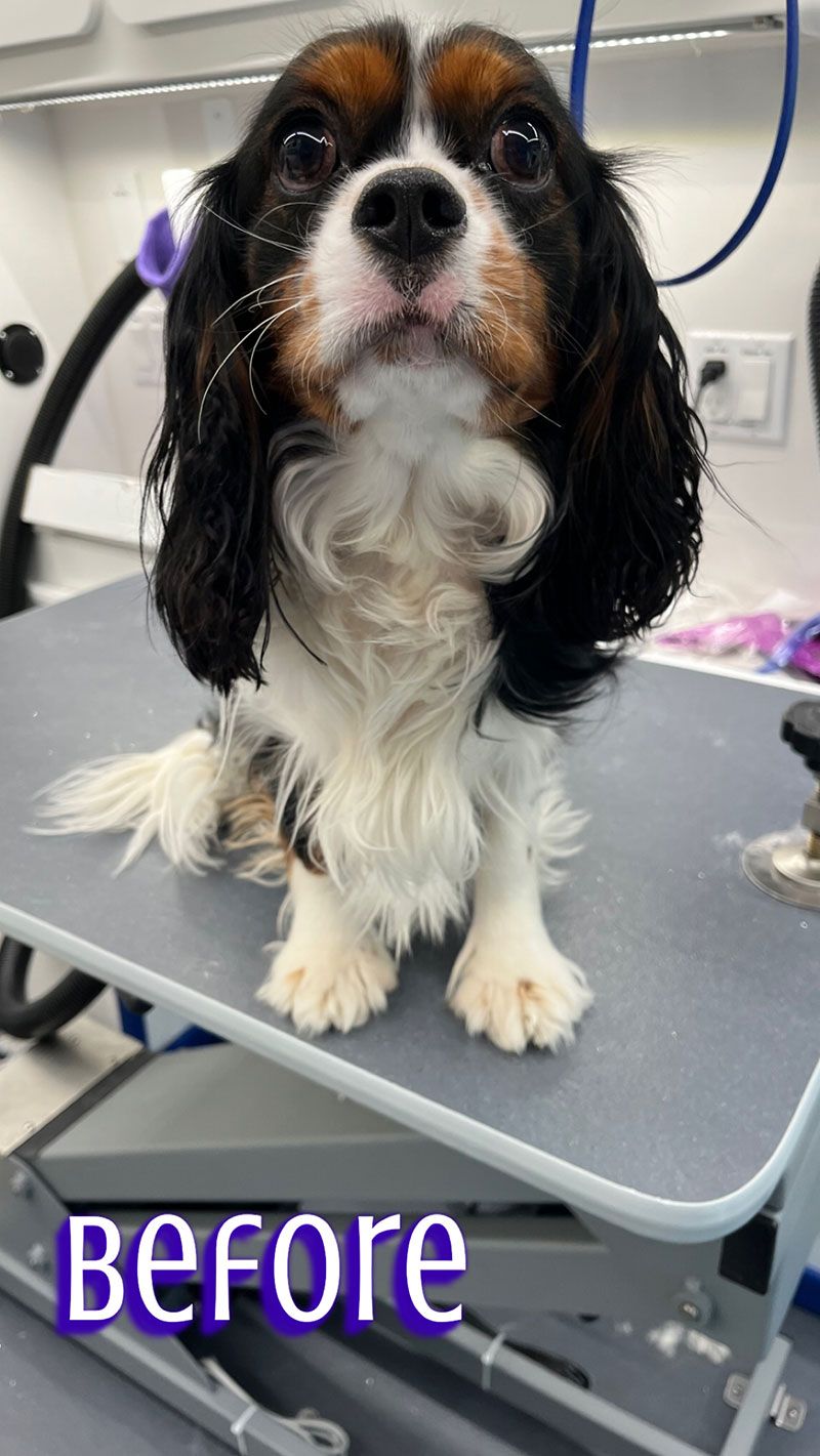 Cavalier King Charles Spaniel dog before grooming, sitting on a table, with wet fur.