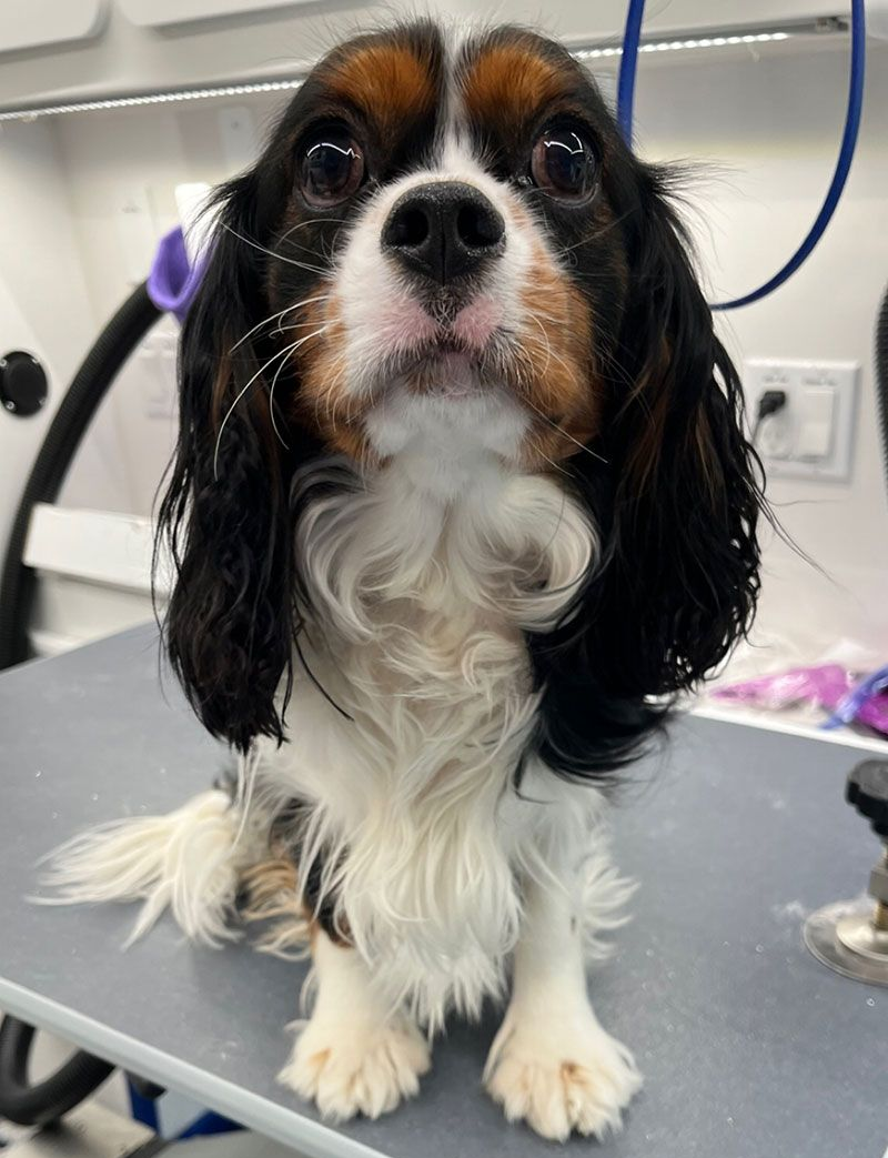 Cavalier King Charles Spaniel dog before grooming, sitting on a table, with wet fur.