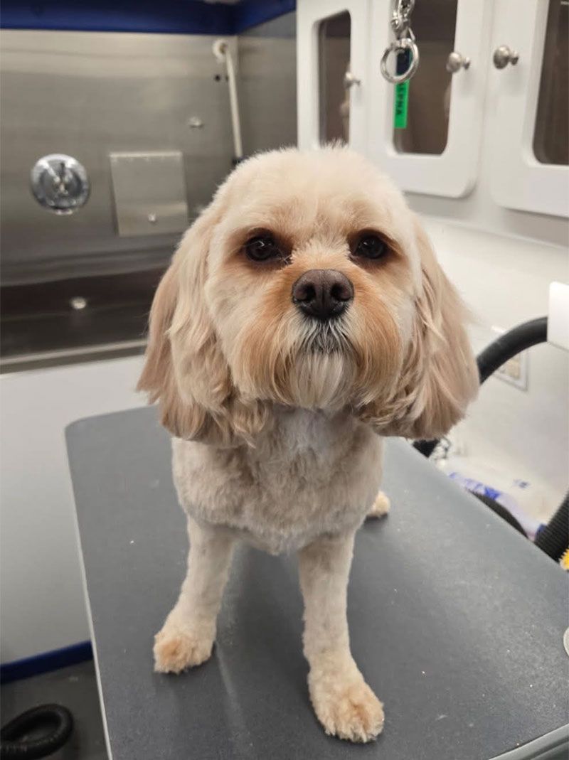 Tan-colored dog with freshly trimmed fur sits on grooming table, looking forward.