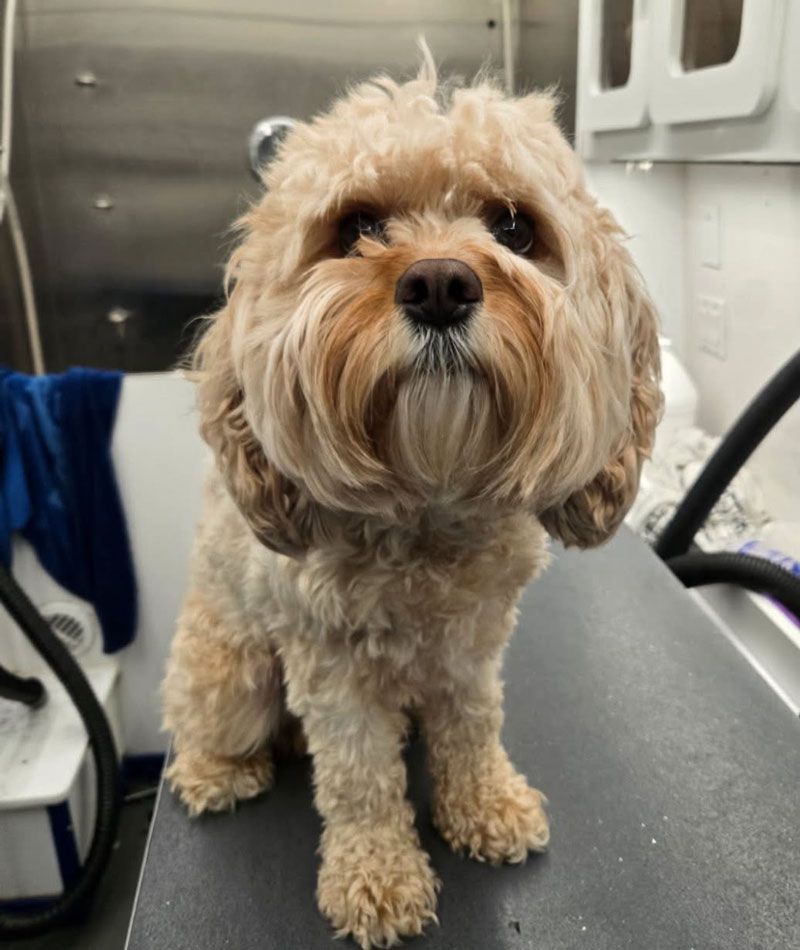 Tan Cavapoo dog sitting on a grooming table, looking forward, freshly groomed.