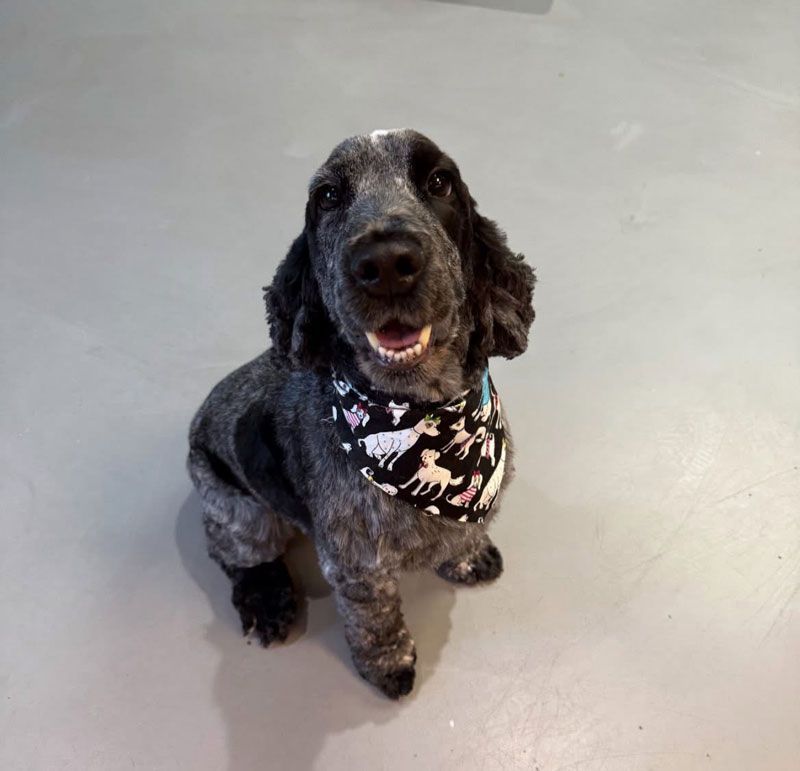 Blue merle Cocker Spaniel dog with a bandana smiling.