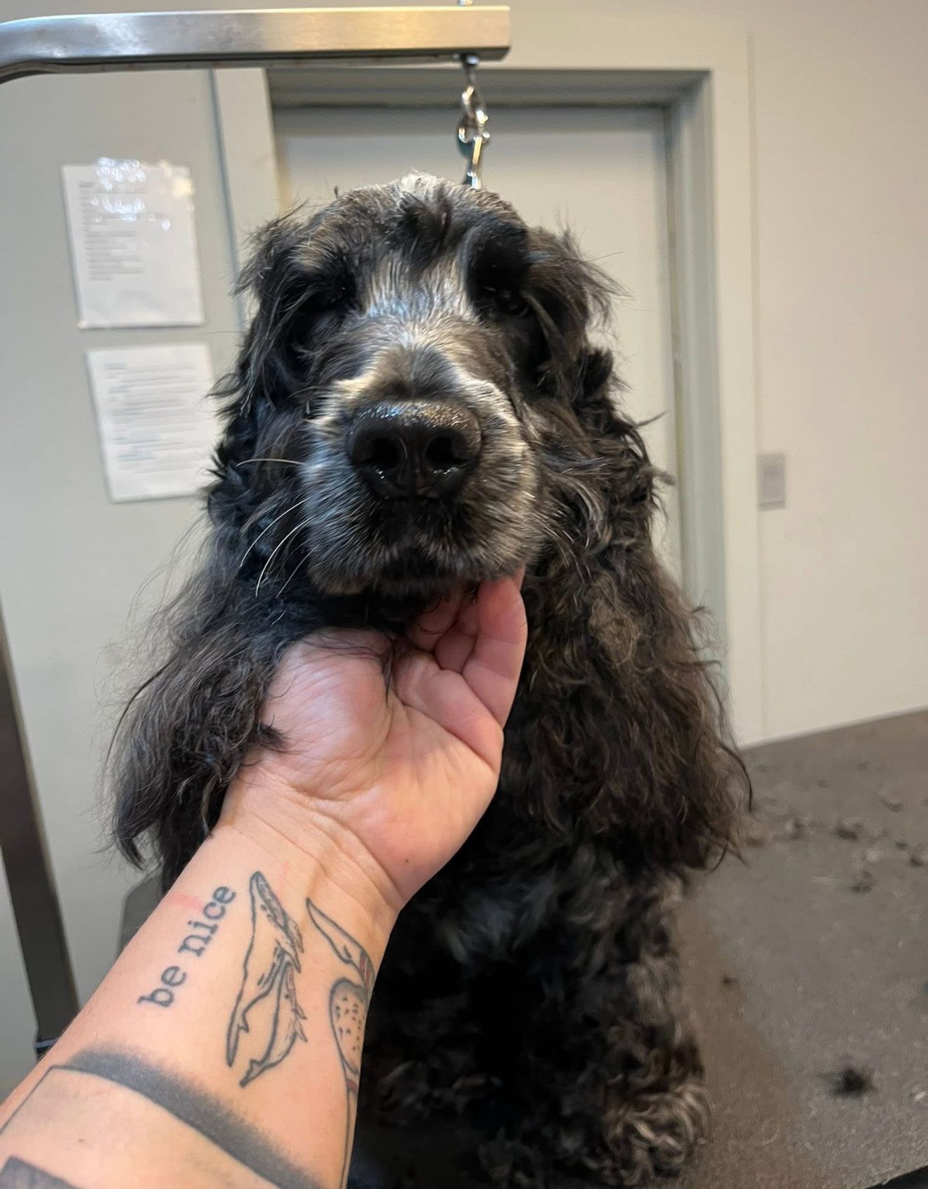 A dog with long, dark fur being petted by a hand with a 