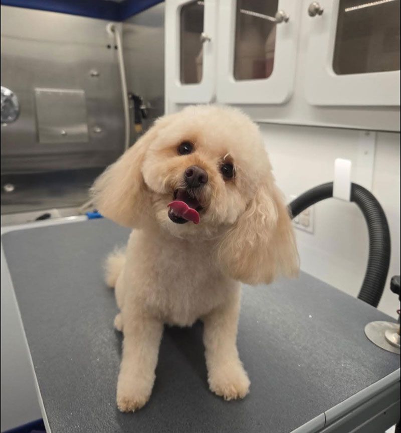 A small, tan dog with a fresh haircut sits on a grooming table, tongue out.